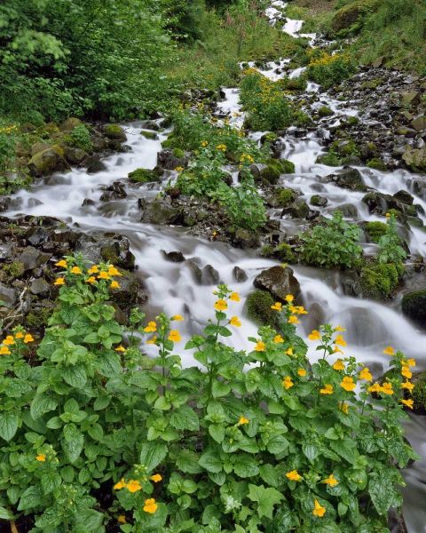 OR Yellow monkeyflowers along Wahkeena Creek